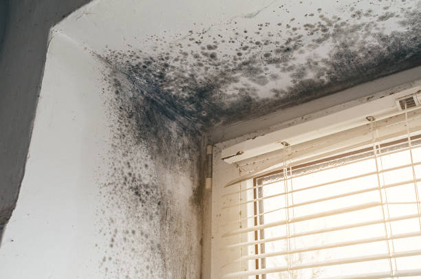 Affordable Mold Cleanup solutions in Richmond, TX