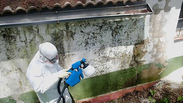 Trusted Attic Mold Removal service in Richmond, TX - Cheap Mold Removal